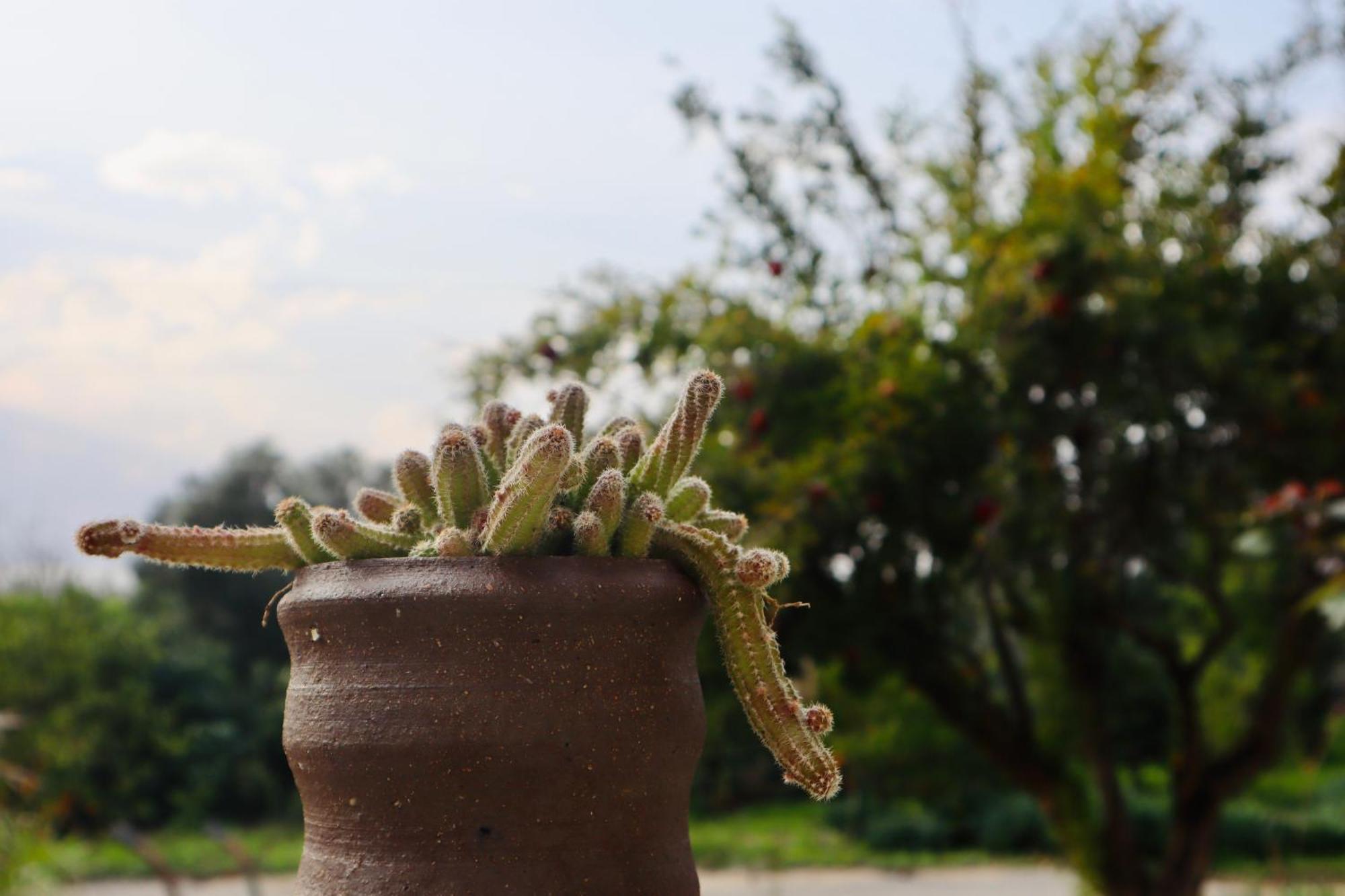 Vila בקתות האס ואטינגר Geva Carmel Exteriér fotografie